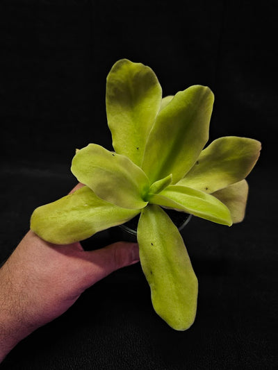 Pinguicula Gigantea #01, The Largest Known Mexican Butterwort In The World, Gets A Diameter Up to One Foot