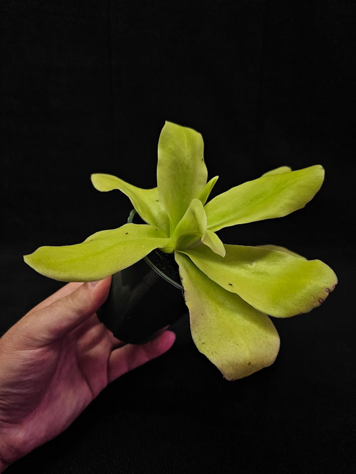 Pinguicula Gigantea #01, The Largest Known Mexican Butterwort In The World, Gets A Diameter Up to One Foot