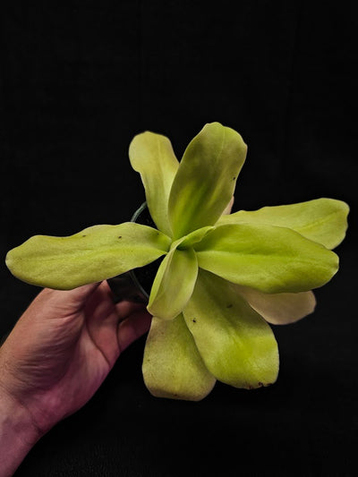 Pinguicula Gigantea #01, The Largest Known Mexican Butterwort In The World, Gets A Diameter Up to One Foot