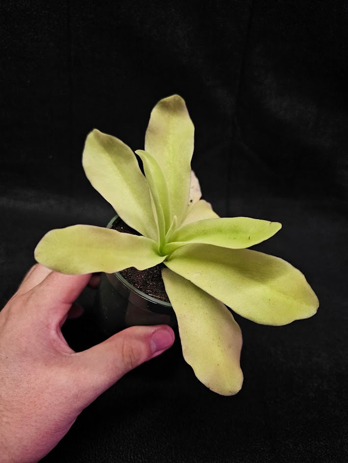Pinguicula Gigantea #02, The Largest Known Mexican Butterwort In The World, Gets A Diameter Up to One Foot