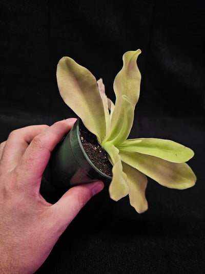 Pinguicula Gigantea #02, The Largest Known Mexican Butterwort In The World, Gets A Diameter Up to One Foot