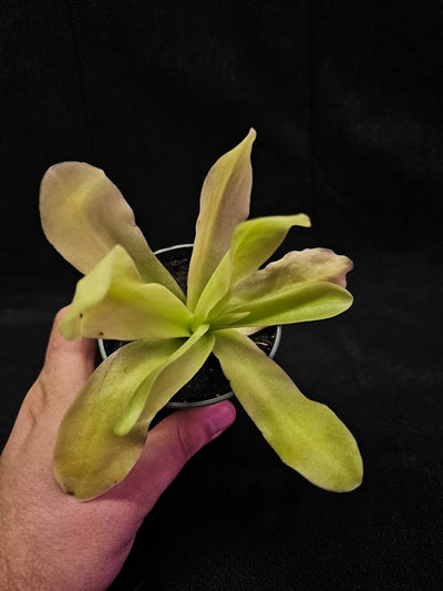 Pinguicula Gigantea #03, The Largest Known Mexican Butterwort In The World, Gets A Diameter Up to One Foot