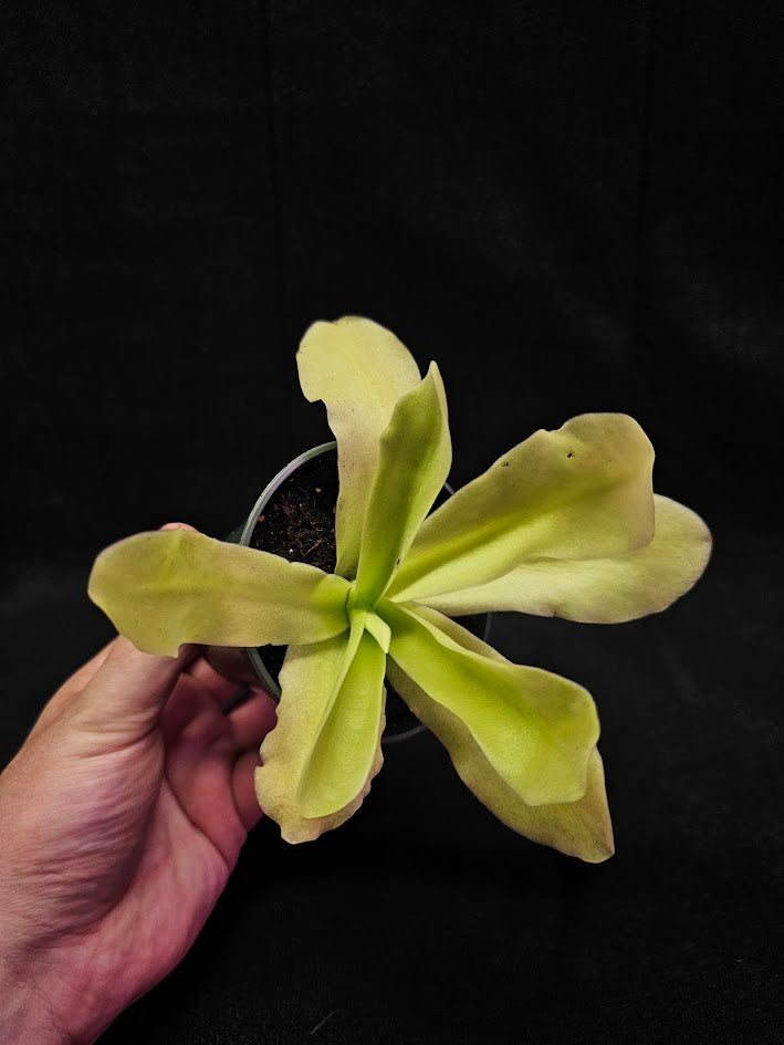 Pinguicula Gigantea #03, The Largest Known Mexican Butterwort In The World, Gets A Diameter Up to One Foot
