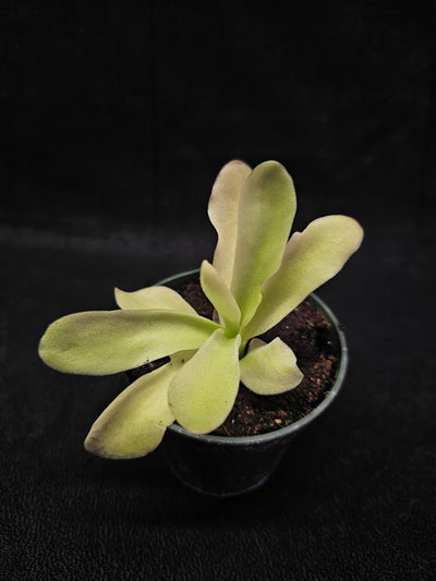 Pinguicula Gigantea #05, The Largest Known Mexican Butterwort In The World, Gets A Diameter Up to One Foot