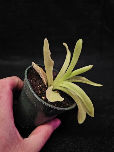 Pinguicula Gigantea #05, The Largest Known Mexican Butterwort In The World, Gets A Diameter Up to One Foot