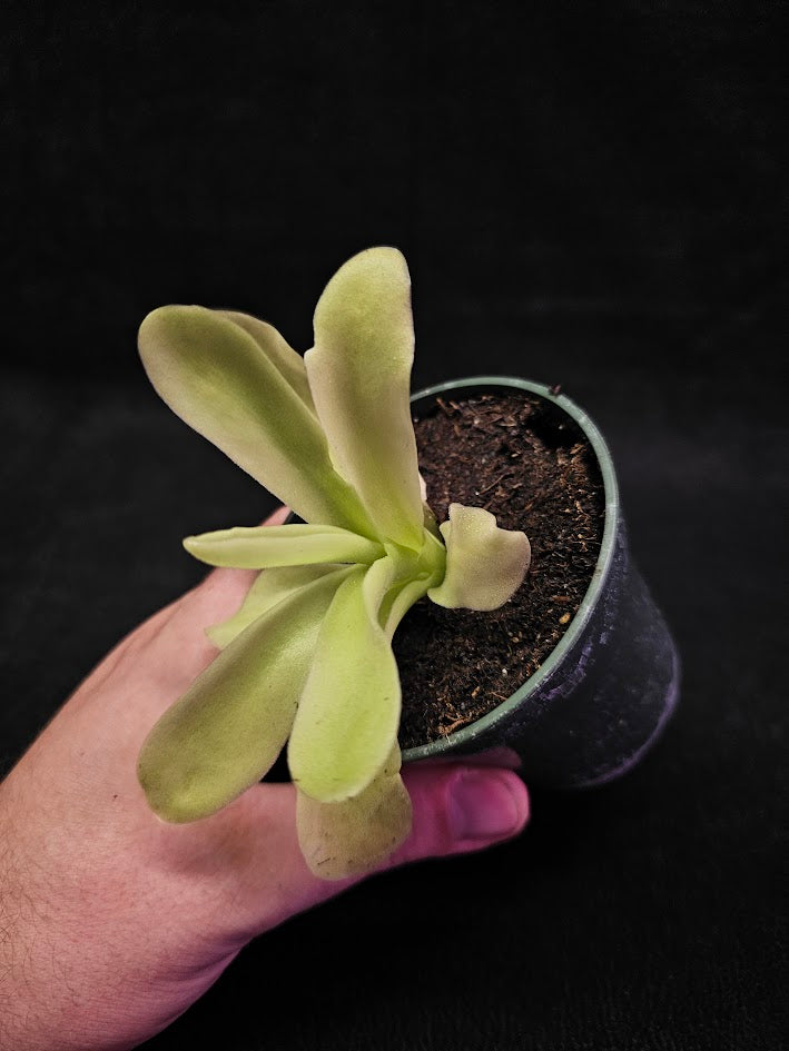 Pinguicula Gigantea #05, The Largest Known Mexican Butterwort In The World, Gets A Diameter Up to One Foot