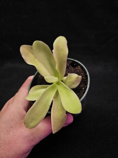 Pinguicula Gigantea #05, The Largest Known Mexican Butterwort In The World, Gets A Diameter Up to One Foot