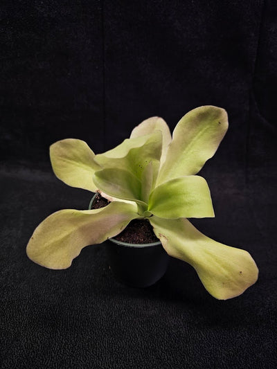 Pinguicula Gigantea #06, The Largest Known Mexican Butterwort In The World, Gets A Diameter Up to One Foot