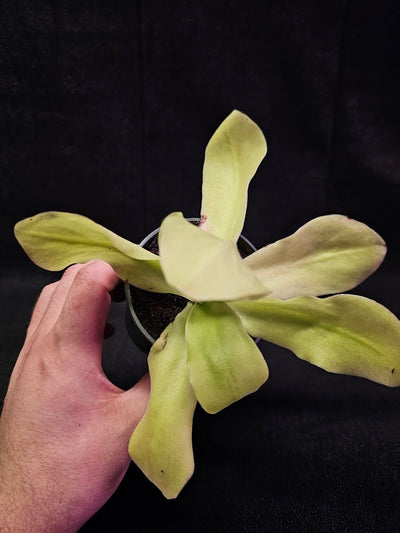 Pinguicula Gigantea #06, The Largest Known Mexican Butterwort In The World, Gets A Diameter Up to One Foot