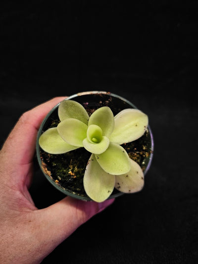 Pinguicula Gigantea #08, The Largest Known Mexican Butterwort In The World, Gets A Diameter Up to One Foot