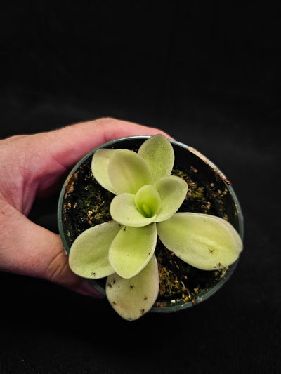 Pinguicula Gigantea #08, The Largest Known Mexican Butterwort In The World, Gets A Diameter Up to One Foot