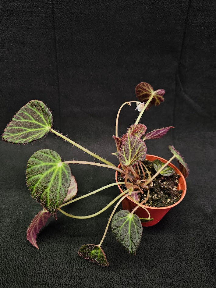 Begonia Chloroneura #01, Featuring Brownish Purple, Elliptical Leaves With Chartreuse Veining & Red Undersides