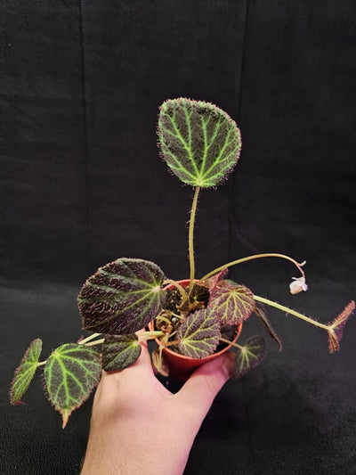 Begonia Chloroneura #01, Featuring Brownish Purple, Elliptical Leaves With Chartreuse Veining & Red Undersides