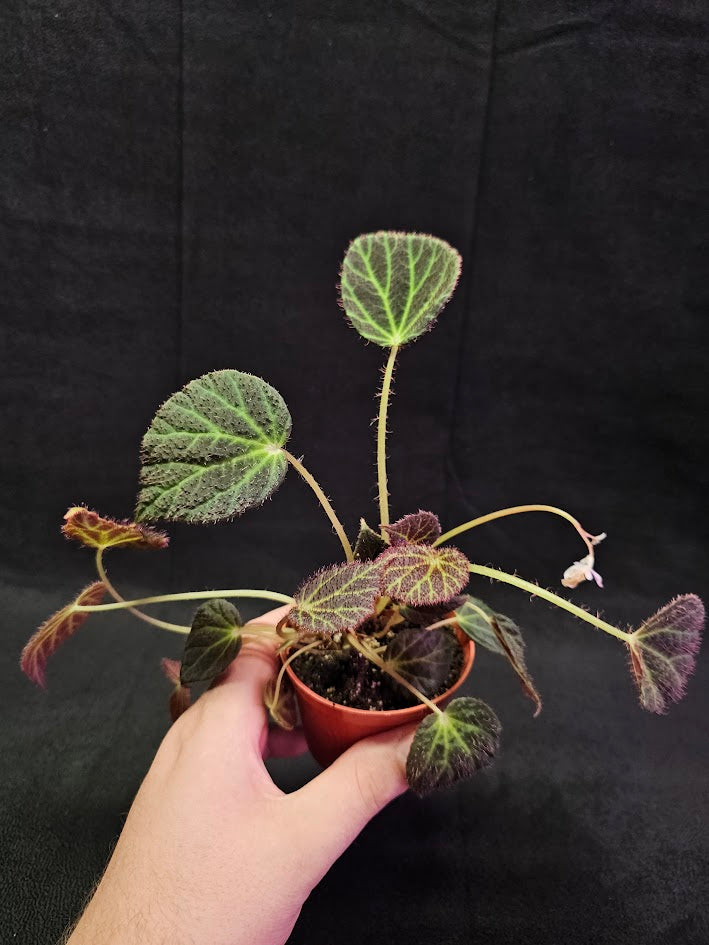 Begonia Chloroneura #01, Featuring Brownish Purple, Elliptical Leaves With Chartreuse Veining & Red Undersides