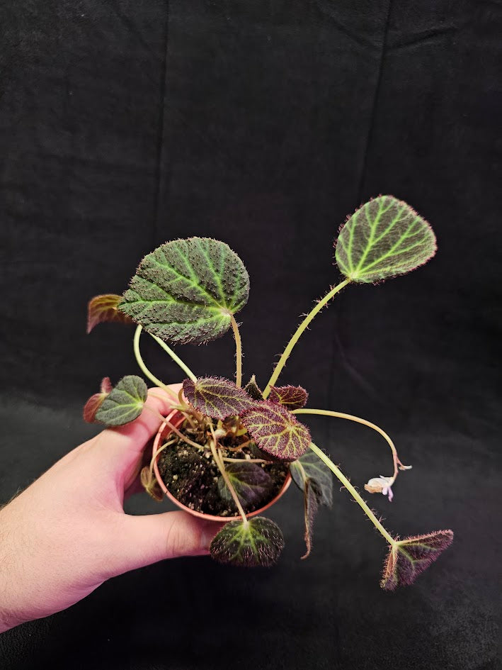 Begonia Chloroneura #01, Featuring Brownish Purple, Elliptical Leaves With Chartreuse Veining & Red Undersides