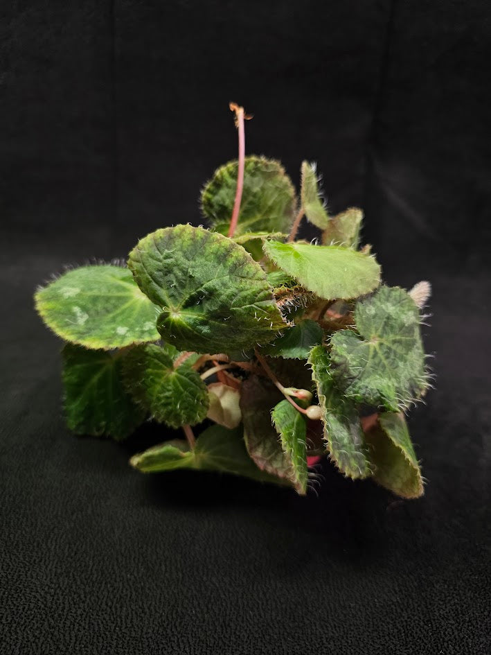 Begonia Sizemoreae #03, An Exotic Begonia Species From North Vietnam, Stunning Specimen