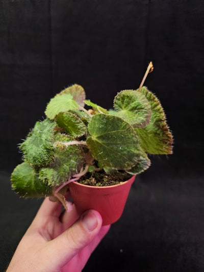 Begonia Sizemoreae #03, An Exotic Begonia Species From North Vietnam, Stunning Specimen