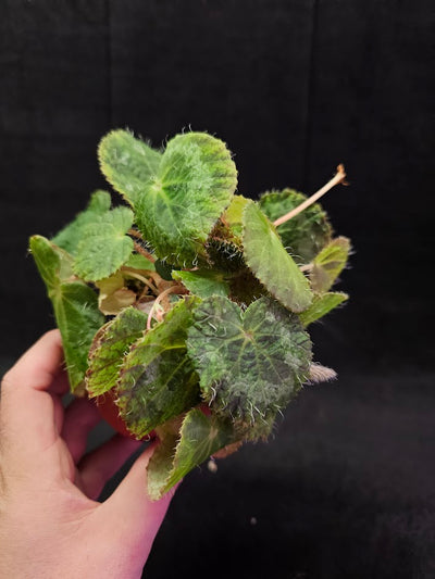 Begonia Sizemoreae #03, An Exotic Begonia Species From North Vietnam, Stunning Specimen