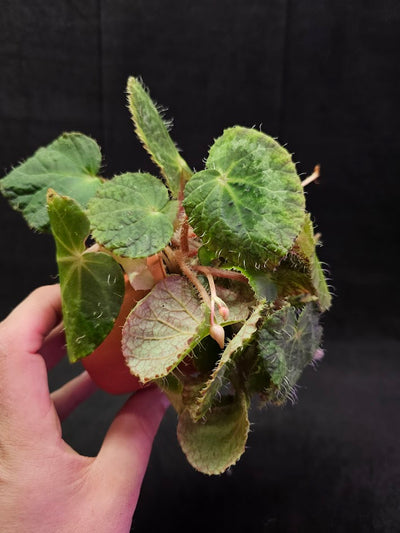 Begonia Sizemoreae #03, An Exotic Begonia Species From North Vietnam, Stunning Specimen