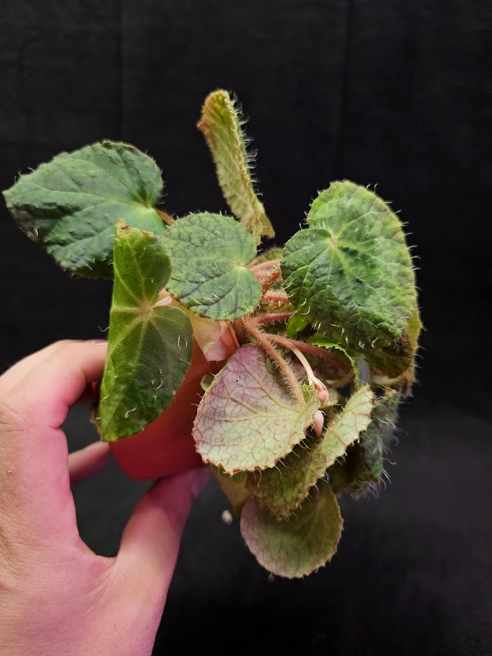 Begonia Sizemoreae #03, An Exotic Begonia Species From North Vietnam, Stunning Specimen