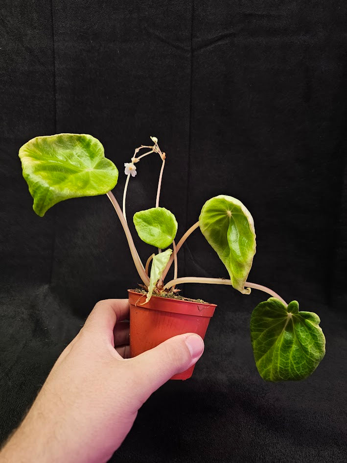 Begonia Species Unknown #01, Very Large & Round Dark Green Leaves, Stunning Specimen