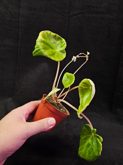 Begonia Species Unknown #01, Very Large & Round Dark Green Leaves, Stunning Specimen