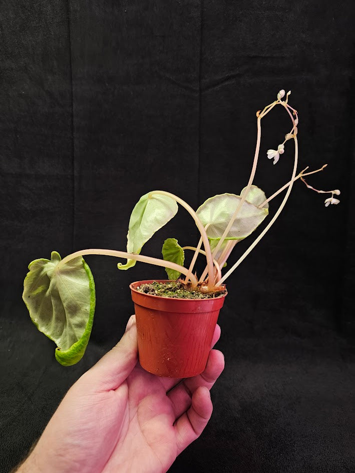 Begonia Species Unknown #01, Very Large & Round Dark Green Leaves, Stunning Specimen