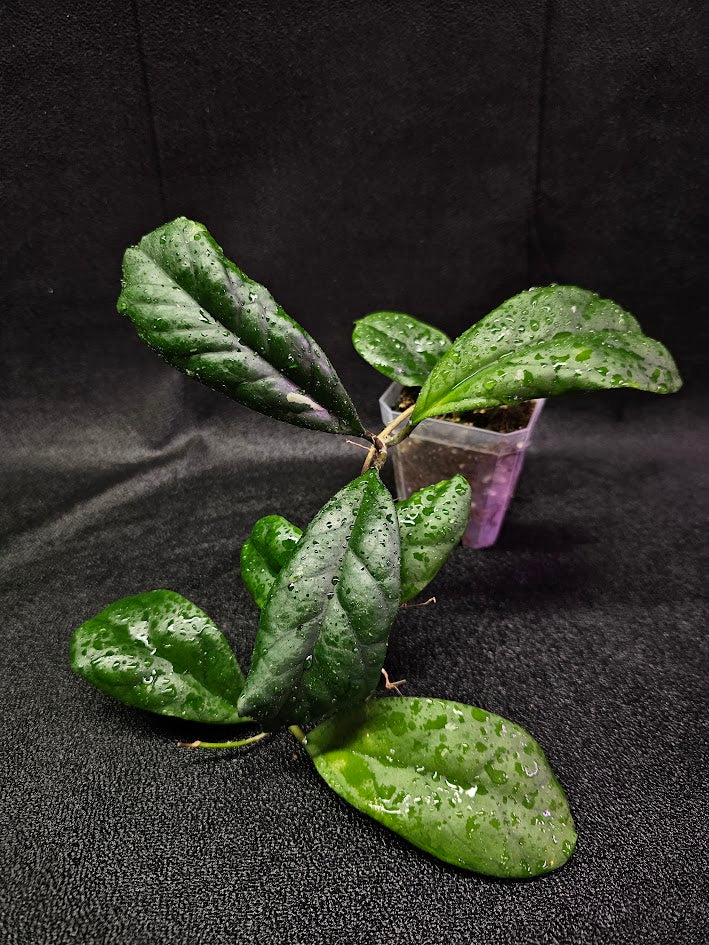 Hoya Viola (Hoya Deykeae X Hoya Vitellina) #02, A Broad Leaf Hoya That Makes A Very Woody Vine