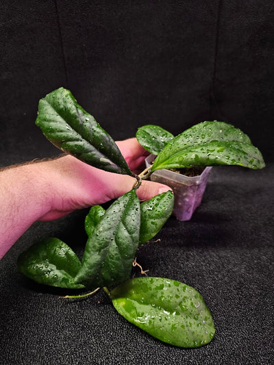 Hoya Viola (Hoya Deykeae X Hoya Vitellina) #02, A Broad Leaf Hoya That Makes A Very Woody Vine