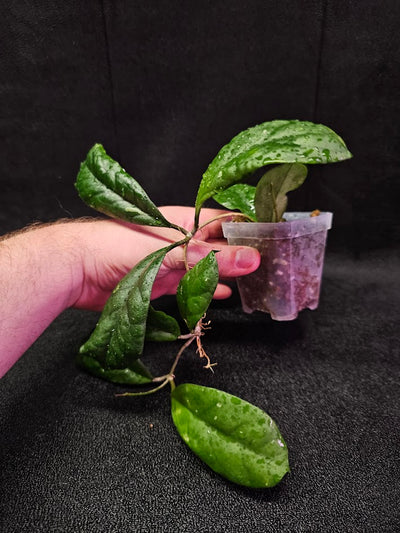 Hoya Viola (Hoya Deykeae X Hoya Vitellina) #02, A Broad Leaf Hoya That Makes A Very Woody Vine