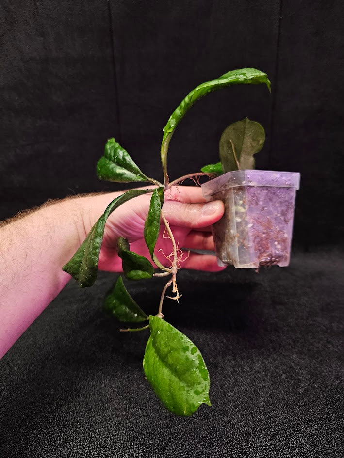 Hoya Viola (Hoya Deykeae X Hoya Vitellina) #02, A Broad Leaf Hoya That Makes A Very Woody Vine