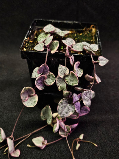 Variegated String of Hearts #01, Scientifically Known As Ceropegia Woodii Variegata