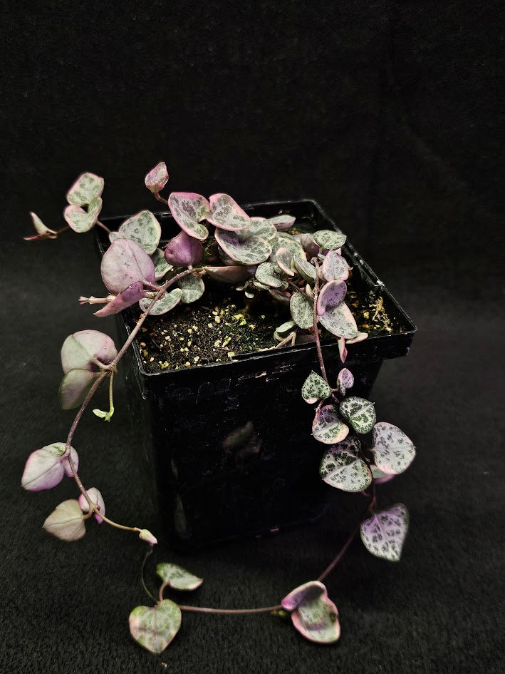 Variegated String of Hearts #03, Scientifically Known As Ceropegia Woodii Variegata