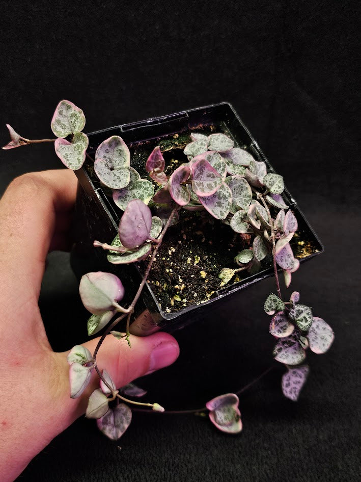 Variegated String of Hearts #03, Scientifically Known As Ceropegia Woodii Variegata