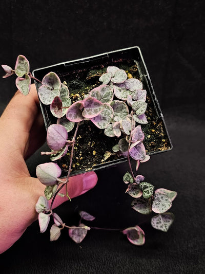 Variegated String of Hearts #03, Scientifically Known As Ceropegia Woodii Variegata