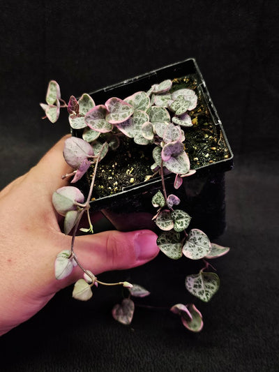 Variegated String of Hearts #03, Scientifically Known As Ceropegia Woodii Variegata