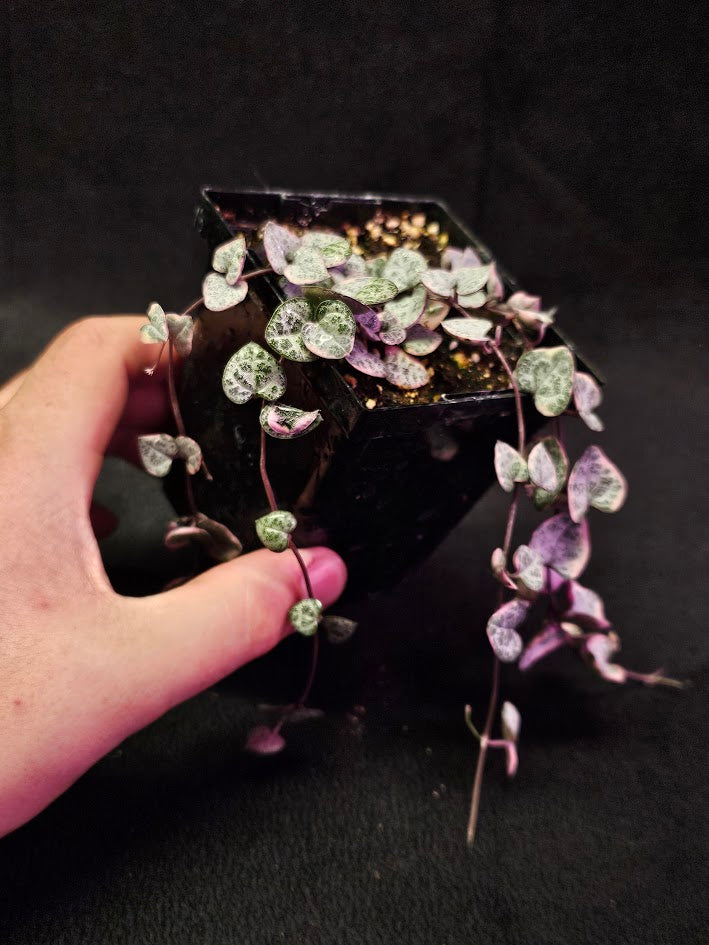 Variegated String of Hearts #05, Scientifically Known As Ceropegia Woodii Variegata