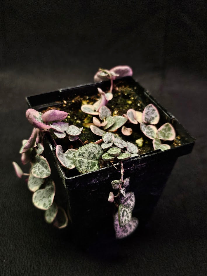 Variegated String of Hearts #06, Scientifically Known As Ceropegia Woodii Variegata