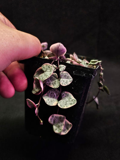 Variegated String of Hearts #06, Scientifically Known As Ceropegia Woodii Variegata