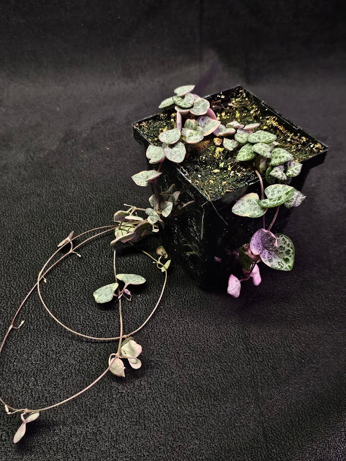 Variegated String of Hearts #08, Scientifically Known As Ceropegia Woodii Variegata