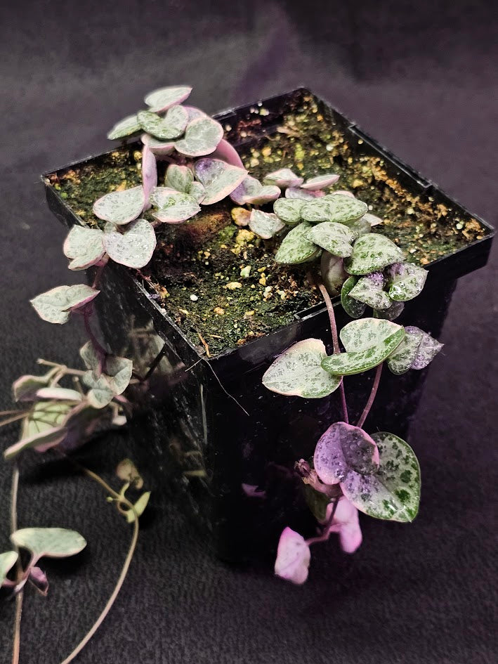 Variegated String of Hearts #08, Scientifically Known As Ceropegia Woodii Variegata