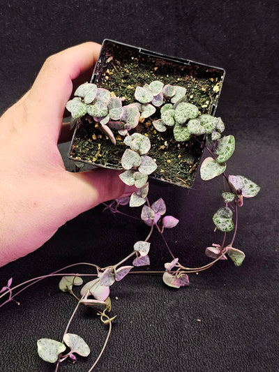 Variegated String of Hearts #08, Scientifically Known As Ceropegia Woodii Variegata