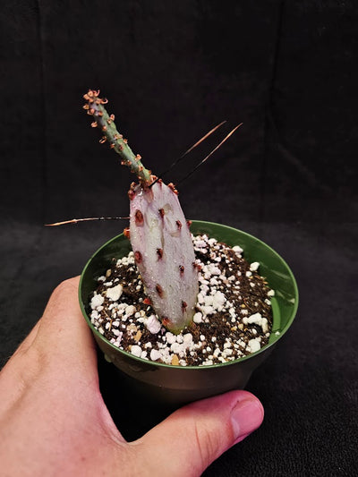 Violet Prickly Pear Cactus #01, Also Known As Opuntia Gosseliniana, Native To Arizona