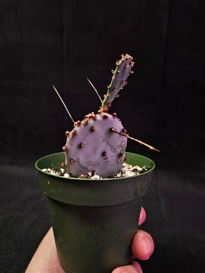 Violet Prickly Pear Cactus #01, Also Known As Opuntia Gosseliniana, Native To Arizona