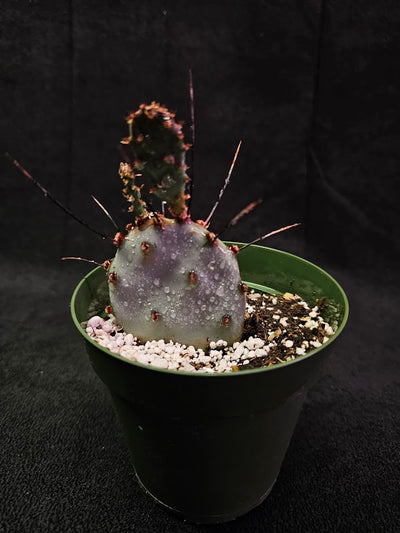 Violet Prickly Pear Cactus #02, Also Known As Opuntia Gosseliniana, Native To Arizona