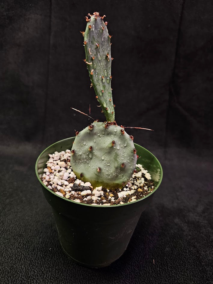 Violet Prickly Pear Cactus #03, Also Known As Opuntia Gosseliniana, Native To Arizona