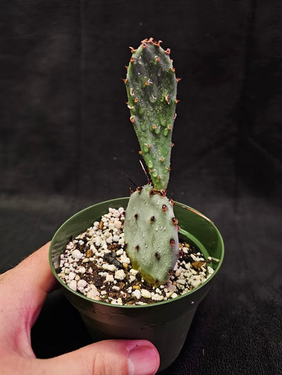 Violet Prickly Pear Cactus #03, Also Known As Opuntia Gosseliniana, Native To Arizona