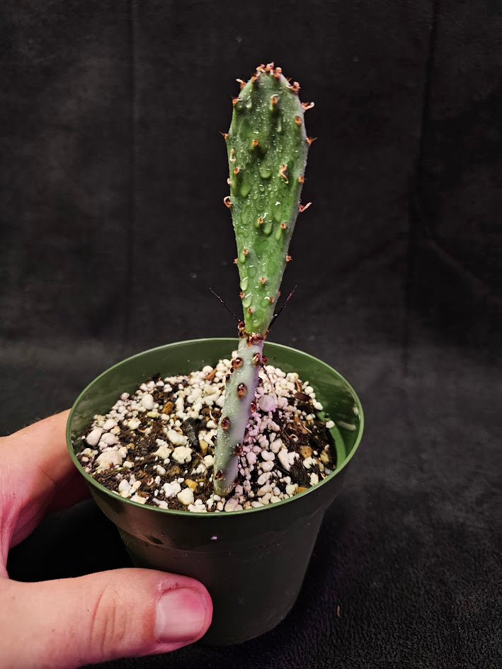 Violet Prickly Pear Cactus #03, Also Known As Opuntia Gosseliniana, Native To Arizona