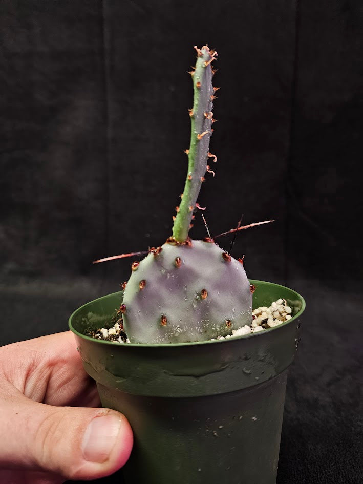 Violet Prickly Pear Cactus #03, Also Known As Opuntia Gosseliniana, Native To Arizona