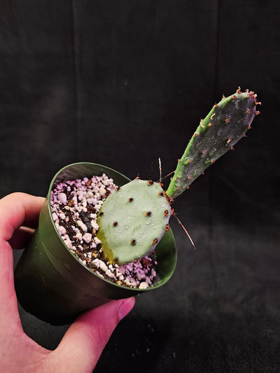 Violet Prickly Pear Cactus #03, Also Known As Opuntia Gosseliniana, Native To Arizona